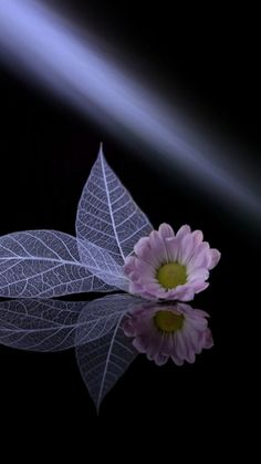 a pink flower sitting on top of a reflective surface