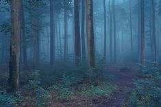 a path in the middle of a forest on a foggy day