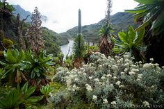 plants and flowers in the foreground with mountains in the background