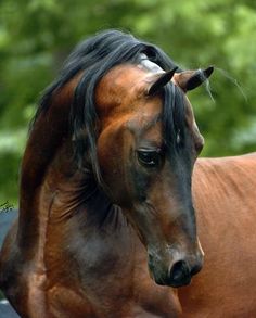 a brown horse with black mane standing next to trees