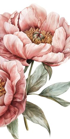 two pink peonies with leaves and buds on a white background, watercolor painting