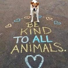 a dog standing in the middle of an open parking lot with chalk writing on it