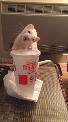 a rat sitting on top of a cup with a straw in it's mouth