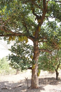 the fruit is growing on the tree in the field