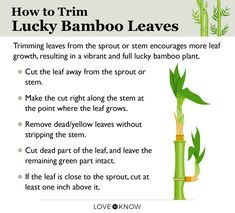 an image of how to trim lucky bamboo leaves in the garden with instructions on how to cut