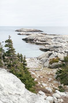 the rocky shore is lined with pine trees