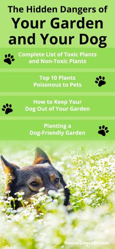 the hidden dangers of your garden and your dog