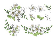 white flowers and green leaves on a white background