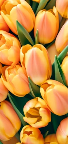 a bunch of yellow tulips with green stems