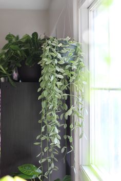 a green plant hanging from the side of a window sill next to a potted plant