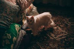 a small white cat standing on top of a rug next to pillows and throw blankets