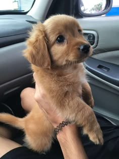 a small brown puppy sitting in the driver's seat of a car