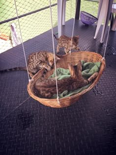 two cats playing in a basket on the porch