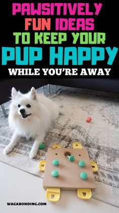 a small white dog sitting on top of a rug next to a table with toys