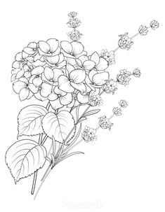 Hydrangea Tattoo Hip, Hydrangea Bouquet Drawing, Hygrandea Tattoo, Hydrangea Tattoo Black And White, Hydrangea Tattoo Design, Hydrangea Tattoo Sleeve, Hydrangea Tattoo Black, Hydrangea Sketch, Hydrangea Tattoos