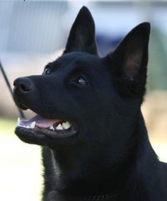 a black dog with its mouth open and tongue out, looking up at the sky