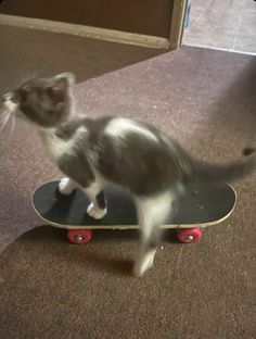 a cat that is standing on top of a skateboard