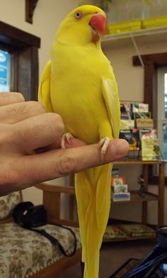 a person holding a yellow bird in their hand