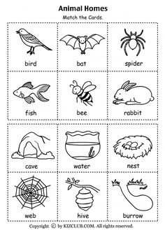 an animal worksheet for kids