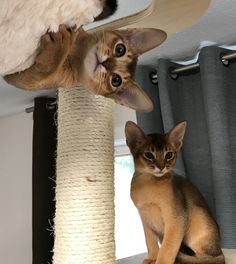 two cats sitting on top of a cat tree looking at the camera while one looks up