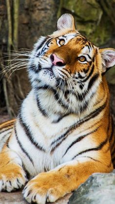 a close up of a tiger laying on the ground