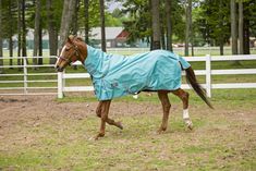 a brown horse wearing a blue blanket walking across a field