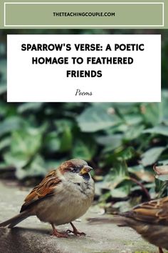 sparrows are sitting on the ground in front of green plants with text that reads sparrow's verse a polite homage to feathered friends