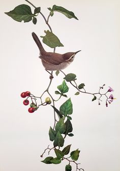 a bird sitting on top of a tree branch next to leaves and berries in front of a white background