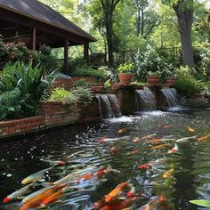 a pond filled with lots of fish next to a building