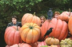 a group of people sitting on top of giant pumpkins