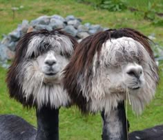 two llamas standing next to each other with long hair on their heads and noses