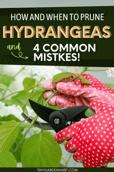 a person holding a pair of gardening shears in their hands with the title how and when to prune hydrangeas and 4 common miskes