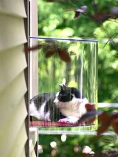 a black and white cat laying on top of a window sill next to a tree