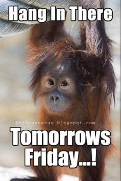 an oranguta hanging in there with the caption'tomorrow is friday '