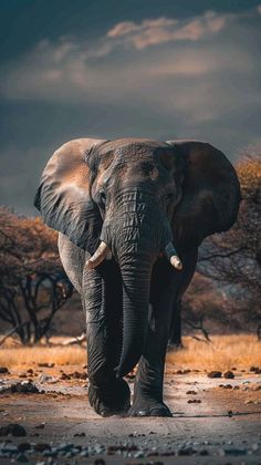 an elephant walking across a dirt field with trees in the backgrouund and clouds in the sky