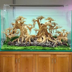 an aquarium filled with lots of trees and plants in it's display case on top of a wooden cabinet