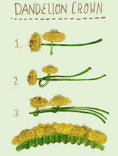 the stages of dandelion growing from seed to flower, with instructions on how to grow them