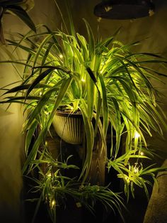 a potted plant with some lights on it