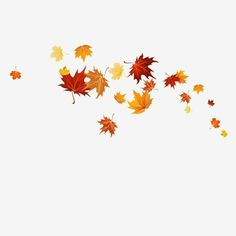 falling autumn leaves on a white background