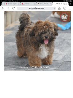 a small brown dog standing on top of a sidewalk