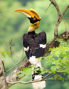 a bird sitting on top of a tree branch with a large yellow and black beak