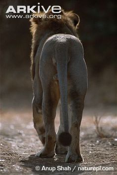 the rear end of a lion walking across a dirt field