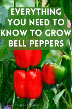 red bell peppers growing on a plant with the words everything you need to know to grow bell peppers