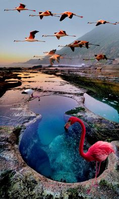 several flamingos flying over a body of water