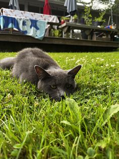 a gray cat laying on top of a lush green field