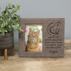 an orange and white cat sitting next to a potted plant on top of a wooden table