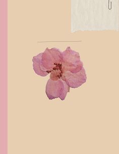 a pink flower is in front of a piece of paper with the word love written on it