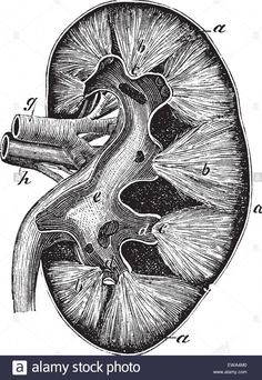 an illustration of the human kidney, vintage line drawing or engraving stock photo royalty free image at getdra com