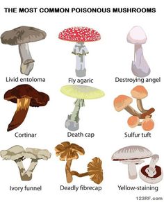 the different types of mushrooms are shown in this illustration, with each mushroom's name