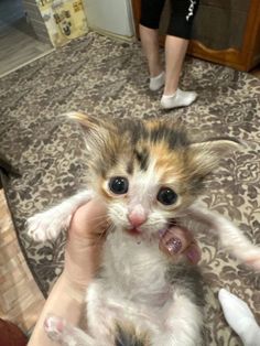 Silly Kittens, Baby Kitty, Silly Kitties, Cat Sweater, Nature And Animals, Cats Pictures, Interesting Animals, Puppies And Kitties, Silly Cats Pictures